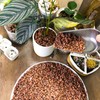 1.5 Lb Red Lava Rocks for Plants Decorative Landscaping 1/2"