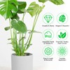 Hysagtek 6PCS Monstera Plant Support, Plant Stem Support Durable Monstera