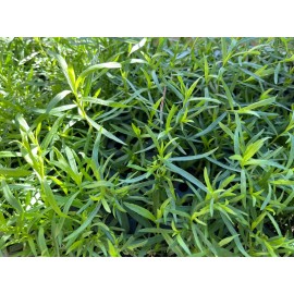 Carolina Lavender Herb French Tarragon Live Plant, Healthy Starter Ready to Plant - 1 plant