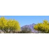 Foothills Palo Verde Tree 10 Seeds