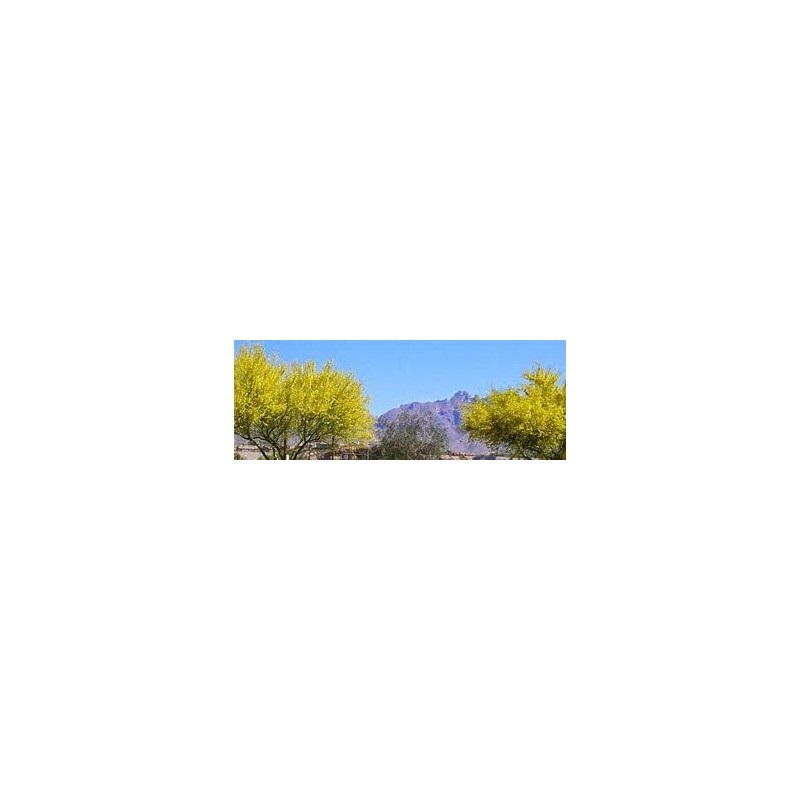 Foothills Palo Verde Tree 10 Seeds