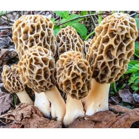 RAISE ME UP: Morel Mushrooms Spores (Morchella esculenta) Non GMO Heirloom 100 Seeds