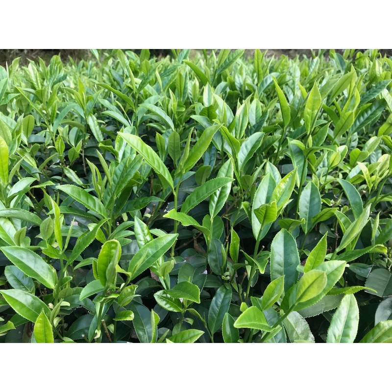 Silk Road Teas, Organic Jasmine Silver Tip Green Tea, Loose