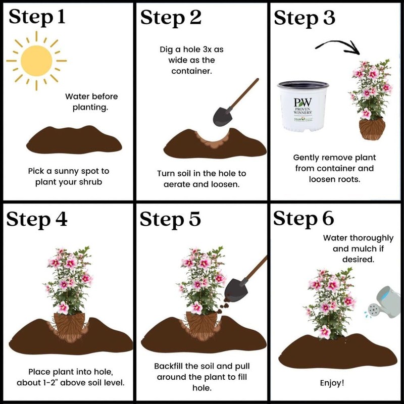 Proven Winners 2 Gal. Paraplu Pink Ink Rose of Sharon