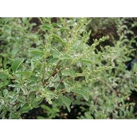 Ligustrum Sinense Variegated - 10 Live Plants - Chinense Privet Sinense - Deciduous Flowering Ornamental Shrub