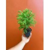 Norfolk Island Pine - Live Home and Office Decor Christmas