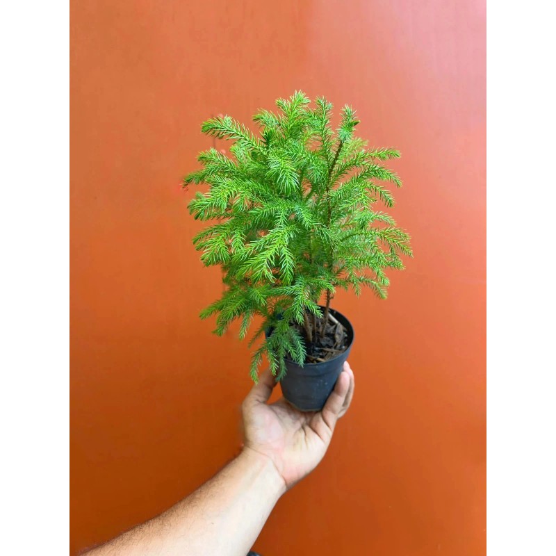 Norfolk Island Pine - Live Home and Office Decor Christmas