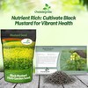 Outsidepride Black Mustard Seeds - 10000 Pcs Nutrient-Rich, Flavorful Annual