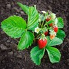 Strawberry Fruit Garden Seeds - Berri Basket White Hybrid -