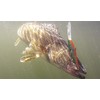 Berkley Flicker Minnow Fishing Lure, Flashy Perch, 1/3 oz, 3