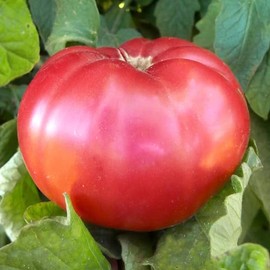 Giant Belgium - Pink Tomato Seeds - 300 Mg Packet ~65 Seeds - Non-GMO, Heirloom - Vegetable Garden - Solanum lycopersicum