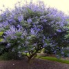 Chaste Tree | 3 Live Seedlings | Texas Lilac Shoal