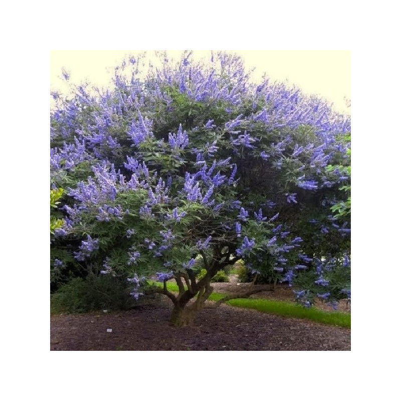 Chaste Tree | 3 Live Seedlings | Texas Lilac Shoal