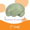 Learning Resources Cross-section Brain Model - 2 Pieces, Ages 7+
