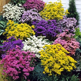 1000+ Perennial Limonium Statice Flower Seeds for Planting Non-GMO Heirloom Annual Limonium Cut Flower