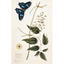 Fitzwilliam Museum Butterflies Blank Notecard Pack University of Cambridge (2 each of 5 designs)