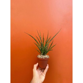 Odd Frond Fernwood Mikado | SNAKE PLANT Sansevieria  LIVE Houseplant | Easy Care in 4" Pot