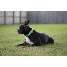 Country Brook Petz - Deluxe Dog Collar - Made of Premium Polyester for Durability, Comfort & Style - Vibrant Summer Breeze Collection, Kelly Green Hawaiian, Large