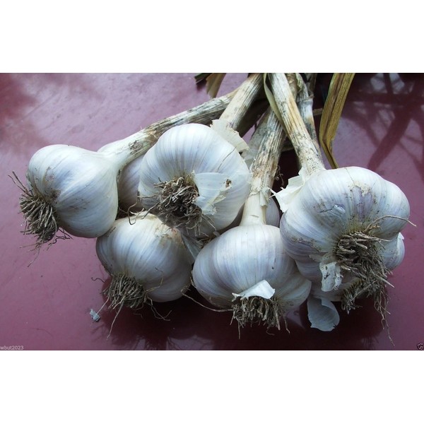 California White Garlic, for Planting (3 Large Heirloom Bulbs)untreated, Organic!