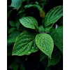 Harry Harvey Dried Mint Leaves, 100g | Pudina