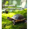 LUCKY PLANT Live Moss for Reptiles - Terrarium Moss for