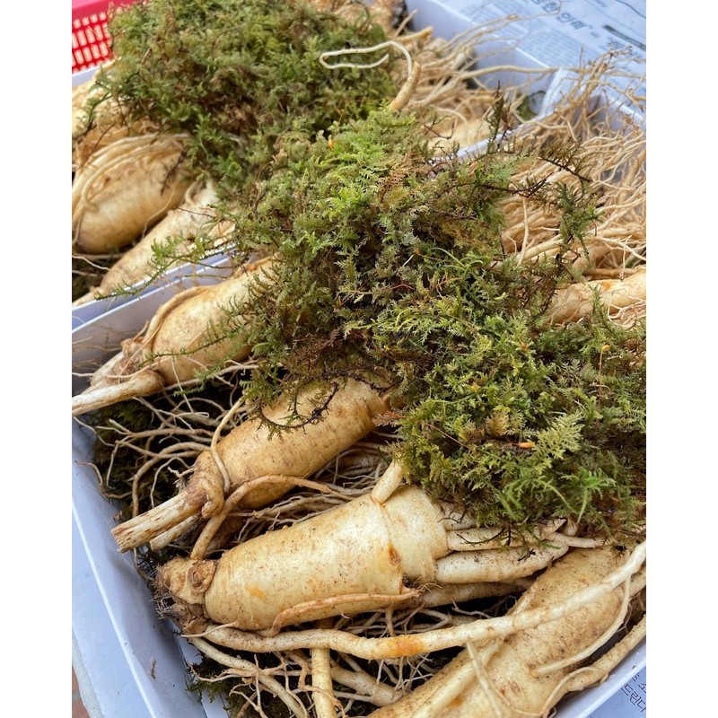 풍기인삼 6년근 수삼 750g 세척삼 16-18편 6-Year-Old Donguibogam Ginseng 750g