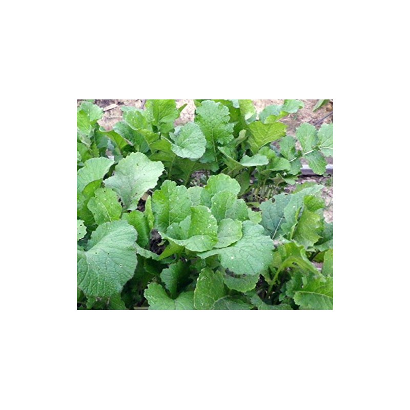 Seven Top Turnips 5 LB- Food Plot - Wildlife Attractant