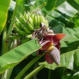 Palm Beach Medicinal Herbs - Darjeeling Banana (Musa sikkimensis) - Packet of 2 Seeds