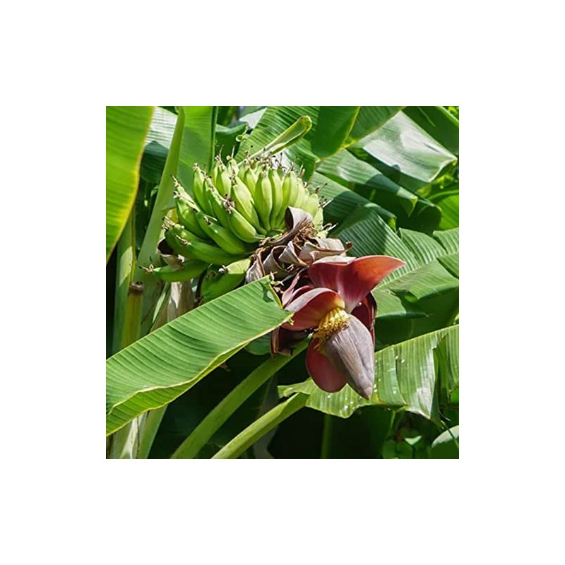Palm Beach Medicinal Herbs - Darjeeling Banana (Musa sikkimensis) -