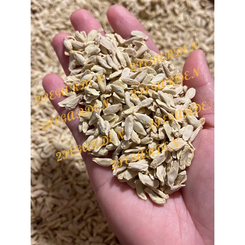 100+ Kaffir Lime Seeds, มะกรูด