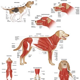 Anatomy Lab Canine Muscular Anatomy Poster, 17.3 x 22.5 Inches, Animal Anatomical Chart for Education Learning Detailed Anatomy of the Dog