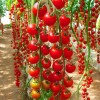 Nygardenia 200pcs Waterfall Tomato Seeds - Heirloom, Non-GMO, High-Yield Variety.