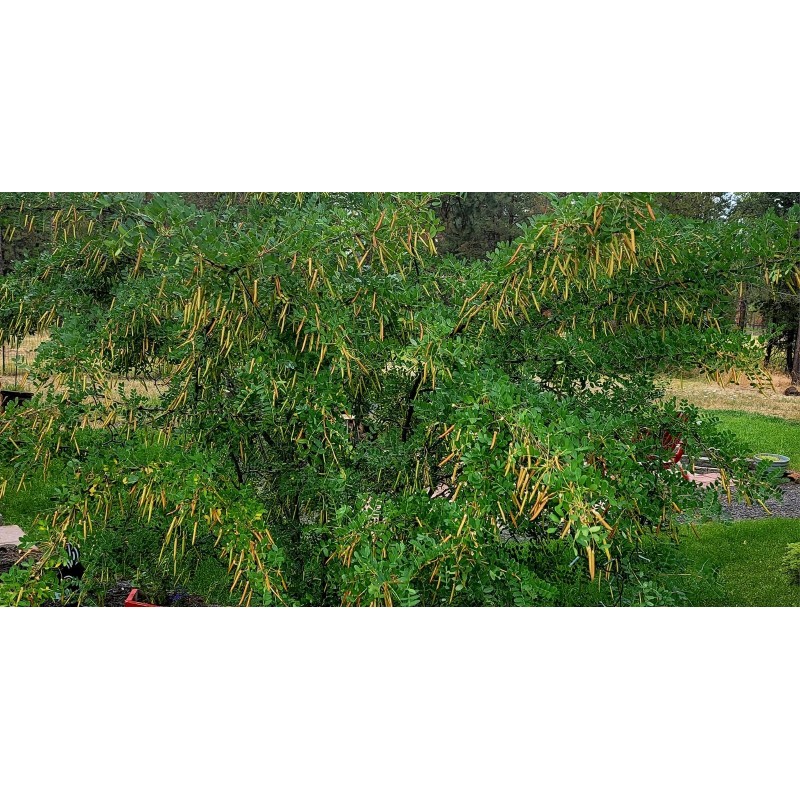 Alaska Wild Harvested Siberian Pea Tree, Caragana arborescens, Seeds (Hardy,