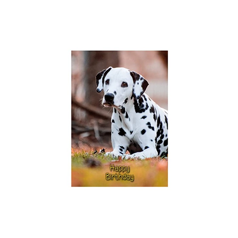 Dalmatian Birthday Card