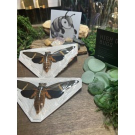 Wings Spread Real Cicada Tosena melanoptera W. Malaysia Papered Specimen