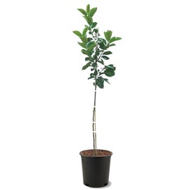 American Plant Exchange Saijo Persimmon Tree, 5 Gallon Pot, 2-3ft Tall, Large Outdoor Landscape Garden Plant, Live Fruiting Plant, Astringent Variety, Fresh Persimmons for Gourmet Recipes