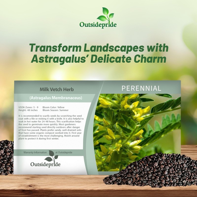 Outsidepride Milk Vetch Astragalus Seeds - 100 Pcs Perennial, Hardy