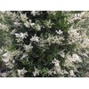 Ligustrum Waxleaf Privet - 10 Live Plants - Evergreen Privacy