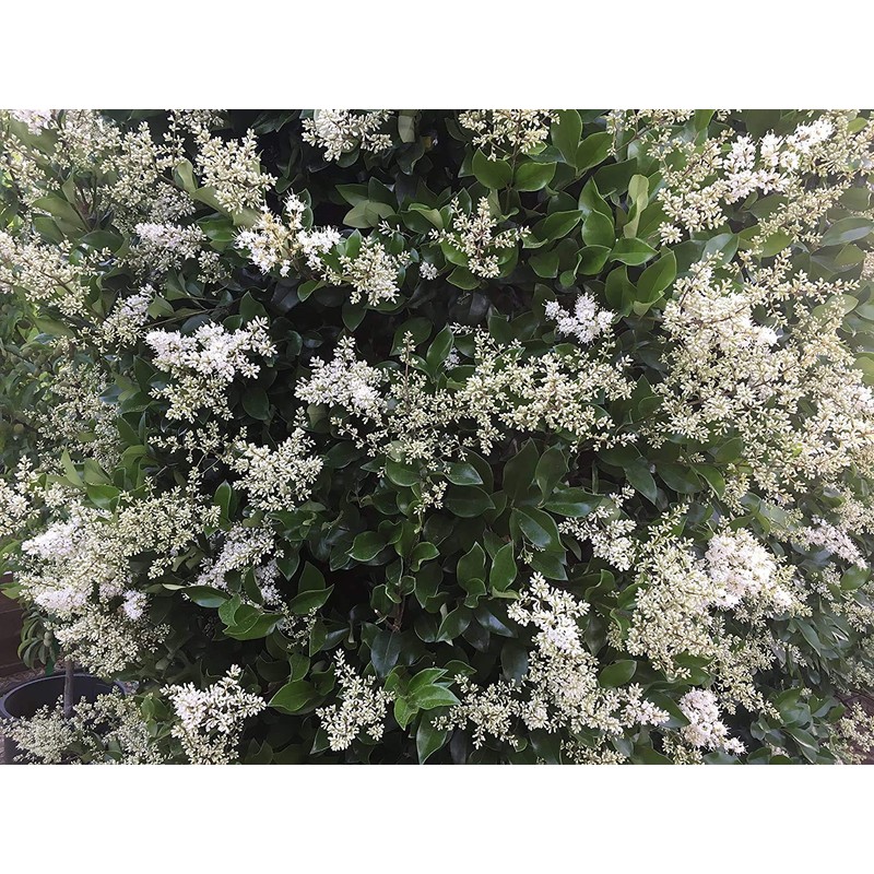 Ligustrum Waxleaf Privet - 10 Live Plants - Evergreen Privacy