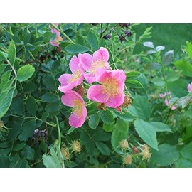 Rosa arkansana: Prairie Rose Seeds