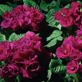 Outsidepride 10 Seeds Annual Primula Common Primrose Primlet Purple Flower Seeds for Planting