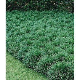 50 MONDO GRASS bare Rooted Ophiopogon japonicus Liriope