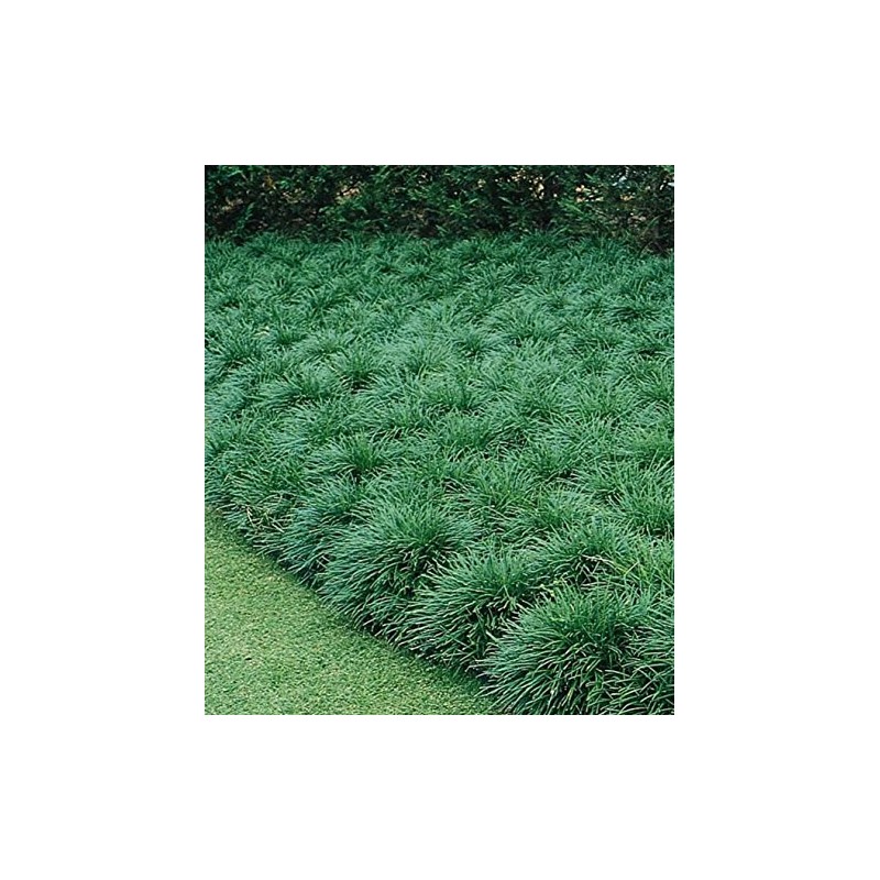 50 MONDO GRASS bare Rooted Ophiopogon japonicus Liriope
