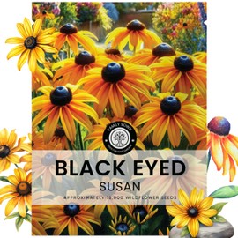 Black Eyed Susan - Large 5g Envelope - 15,000 Flower Seeds for Planting - Rudbeckia hirta