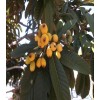 Tree Loquat Tree With 6- 8” Sweet Tropical Live Plant