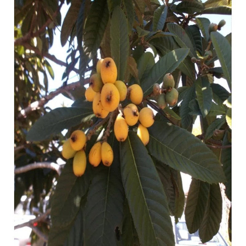 Tree Loquat Tree With 6- 8” Sweet Tropical Live Plant