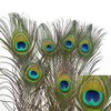 Natural Peacock Feather Cat Toy 12 pack