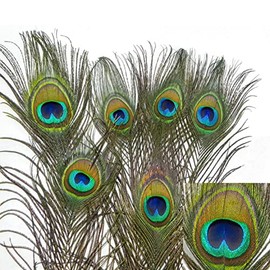 Natural Peacock Feather Cat Toy 12 pack