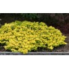 Lime Glow Juniper - 3 Live Plants - Juniperus Horizontalis