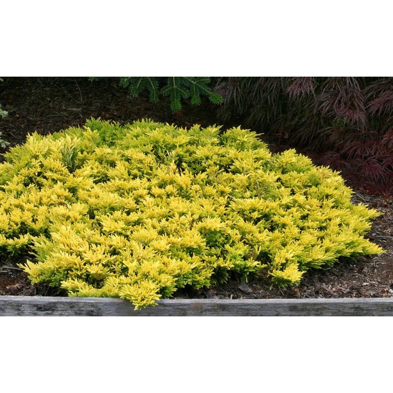 Lime Glow Juniper - 3 Live Plants - Juniperus Horizontalis